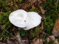 Flacher weißer Doppelpilz